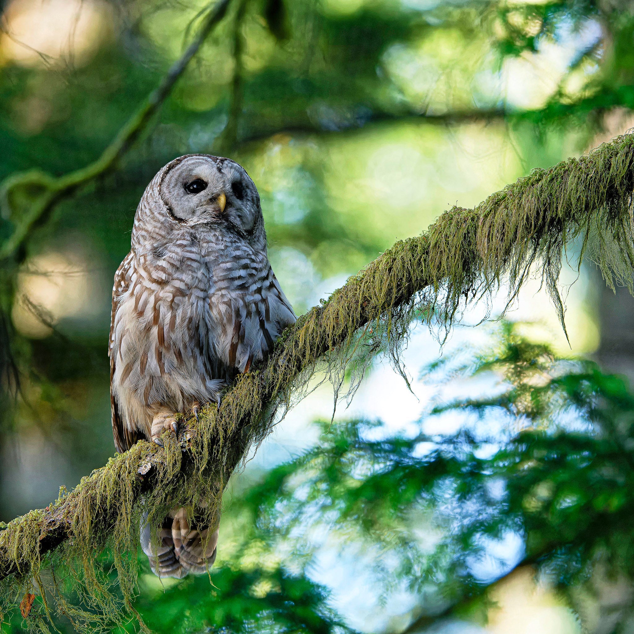 The Living Wild: Birds, Animals & Forest Life