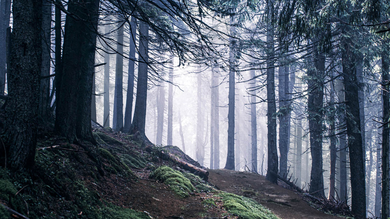 The Bigfoot Field Study