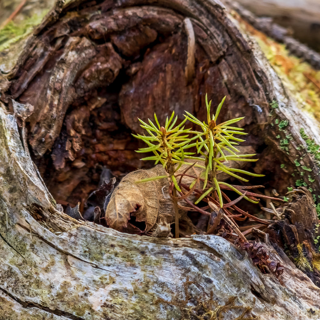 The Living Wild