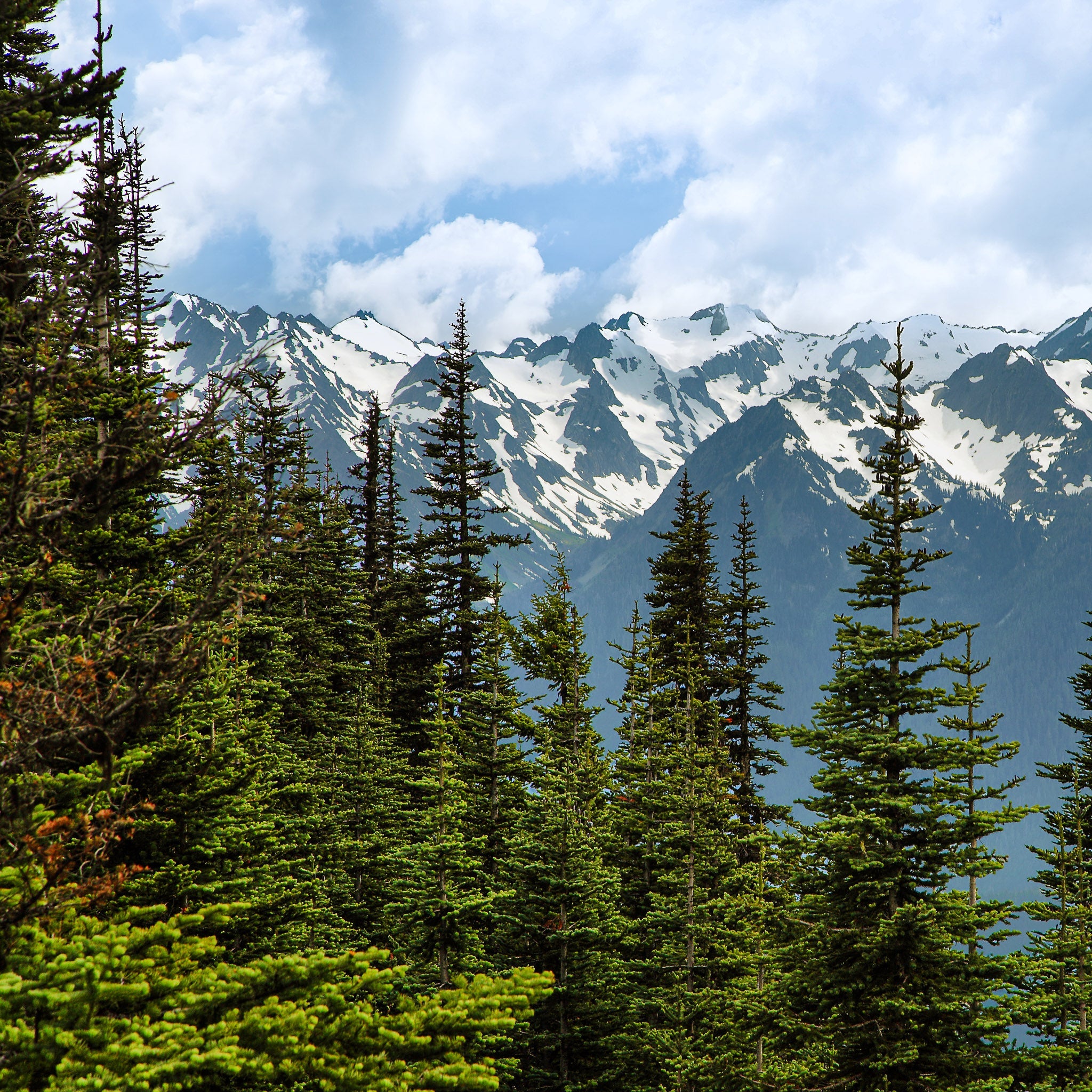 Timber: Old Growth & High Peaks