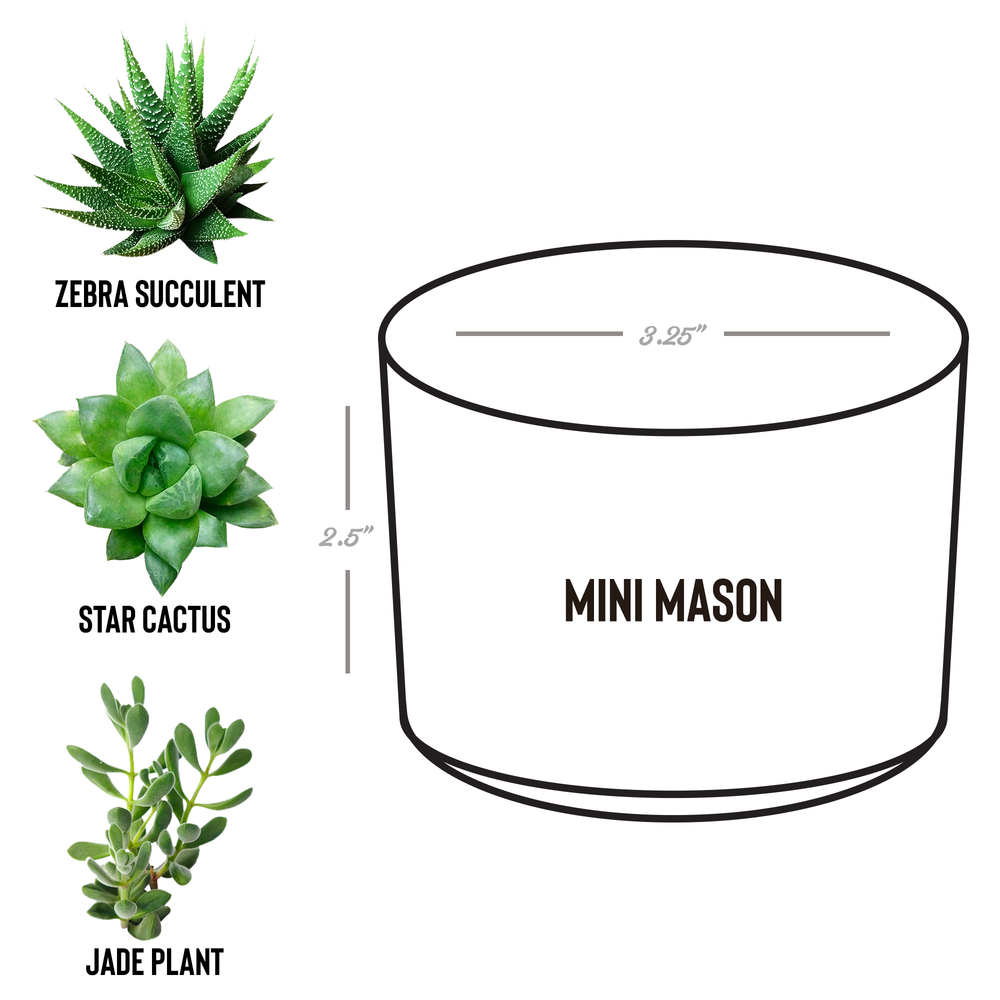 Desk_Plant_-_Sasquatch_Plays_Banjo_Mason_Spec_Mockup.png