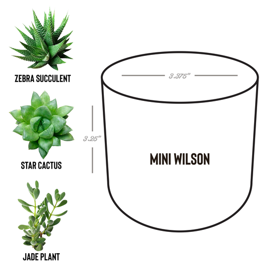Desk_Plant_-_Sasquatch_Plays_Banjo_Wilson_Spec_Mockup.png